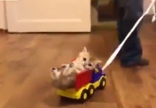 【動画】おもちゃのトラックにすっぽり入っちゃってる子猫とひっぱる男児。みんなかわいい