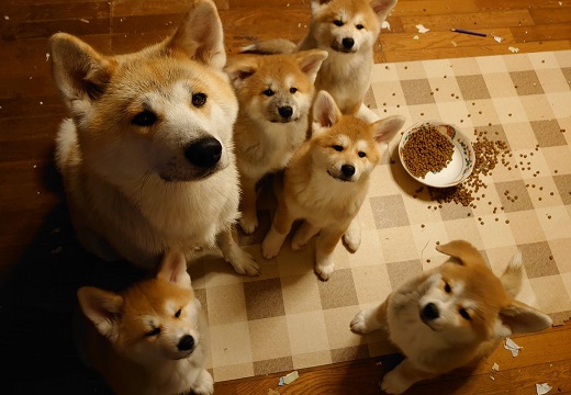 秋田犬 いたずらを怒られ 反省の表情の母さん犬と子犬達 そんな表情で見つめられるとにやけちゃう Break Time