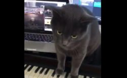 【鍵盤】ピアノの上に乗っかる猫ちゃん。音が怖いよ！