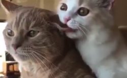 【ハムハム】友達の耳を「甘噛み」する猫ちゃんが可愛すぎる！