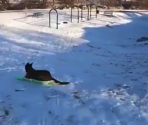 【雪】ソリの「遊び方」を知ってしまった犬くん、おおはしゃぎ!