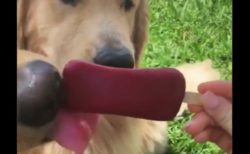 【ペロペロ】アイスを舐めることに「疑問」を覚えた犬、最後はまるかじりへ！