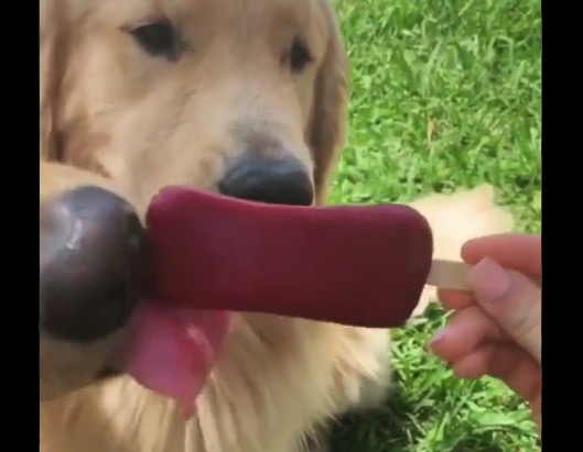 【ペロペロ】アイスを舐めることに「疑問」を覚えた犬、最後はまるかじりへ！