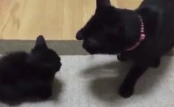 【癒やし】赤ちゃん黒猫の「じゃれ合い」が可愛すぎる。ずっと見ていられるな・・・