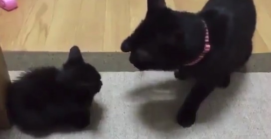 【癒やし】赤ちゃん黒猫の「じゃれ合い」が可愛すぎる。ずっと見ていられるな・・・