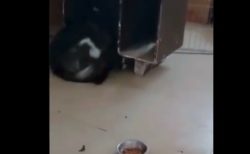 【ニャンコ強し】犬 VS 猫の戦いが記録された映像！