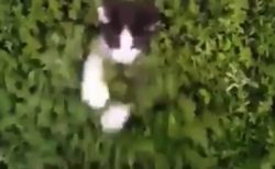 【こっそり】茂みの中に潜んでいる猫ちゃんたちが可愛すぎる！