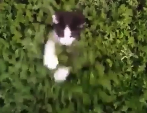【こっそり】茂みの中に潜んでいる猫ちゃんたちが可愛すぎる！