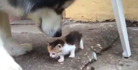 萌え 赤ちゃん猫vs犬くん これは勝てませんわ Break Time