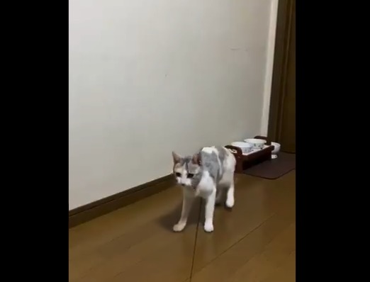 一人遊び 自分で竿を持って 自ら釣られる猫が話題に Break Time