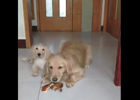 感動 極上の ごちそう を子供に譲るママ犬が凄い Break Time