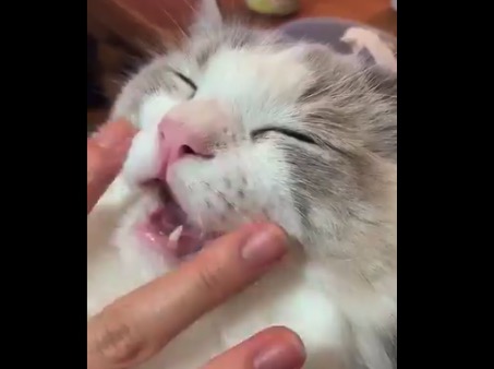 斬新】猫の新しい「撫で方」が話題に。これは幸せそう! BREAK TIME