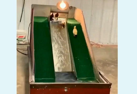 【動画】水滑り台に夢中なアヒルさんたちが可愛すぎる「エンドレス 笑」「楽しそう」