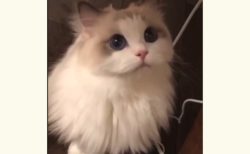 【動画】美人すぎるネコさんにネット騒然