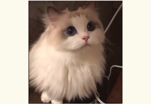 【動画】美人すぎるネコさんにネット騒然