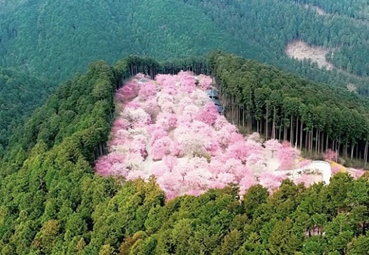 【リアル桃源郷】奈良にある桜の名所「高見の郷」がすごいと話題。これは行ってみたい!