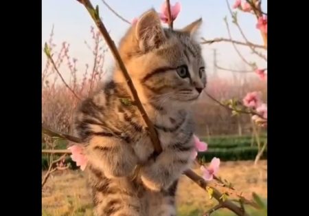 【動画】木によじ登ってお花見してる猫ちゃん。見てるだけでほのぼのしちゃう