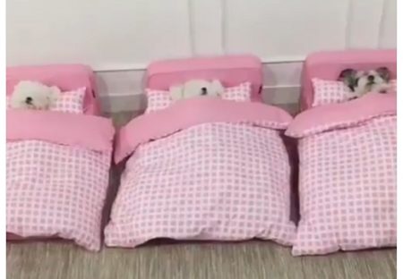 【動画】子犬たちがピンクのベッドで並んで就寝・・・なんだこの可愛さは！