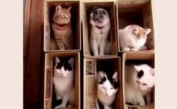 【動画】猫マンションの様子がおもしろいと話題。猫の世界にもいろいろある模様