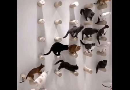【動画】「おいで～集合～！」一斉に壁に集合する猫ちゃんたちがカワイイ！