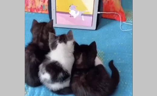 仲良くくっついてトムとジェリー を鑑賞する子猫3匹が話題