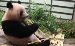 【デイパン】臨時休園中の上野動物園が「ジャイアントパンダ」の様子を流してくれてるぞ！