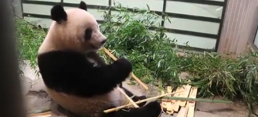 【デイパン】臨時休園中の上野動物園が「ジャイアントパンダ」の様子を流してくれてるぞ！