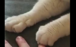 【おてて】飼い主が手を「パー」にすると真似をする猫ちゃんが可愛すぎる！