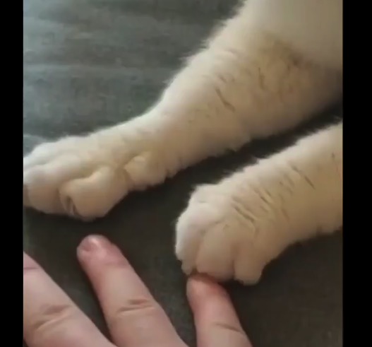 【おてて】飼い主が手を「パー」にすると真似をする猫ちゃんが可愛すぎる！