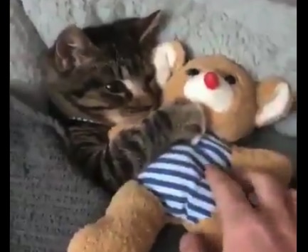 【最強】お気に入りの「ぬいぐるみがないと眠れない猫ちゃんが可愛すぎる!