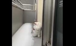 【アイスクリーム頭痛】冷たい雪を食べて頭が「キーン」となってしまう猫ちゃん！