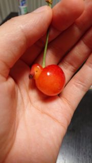 【果物】アヒルにしか見えない珍しい「さくらんぼ」を発見！