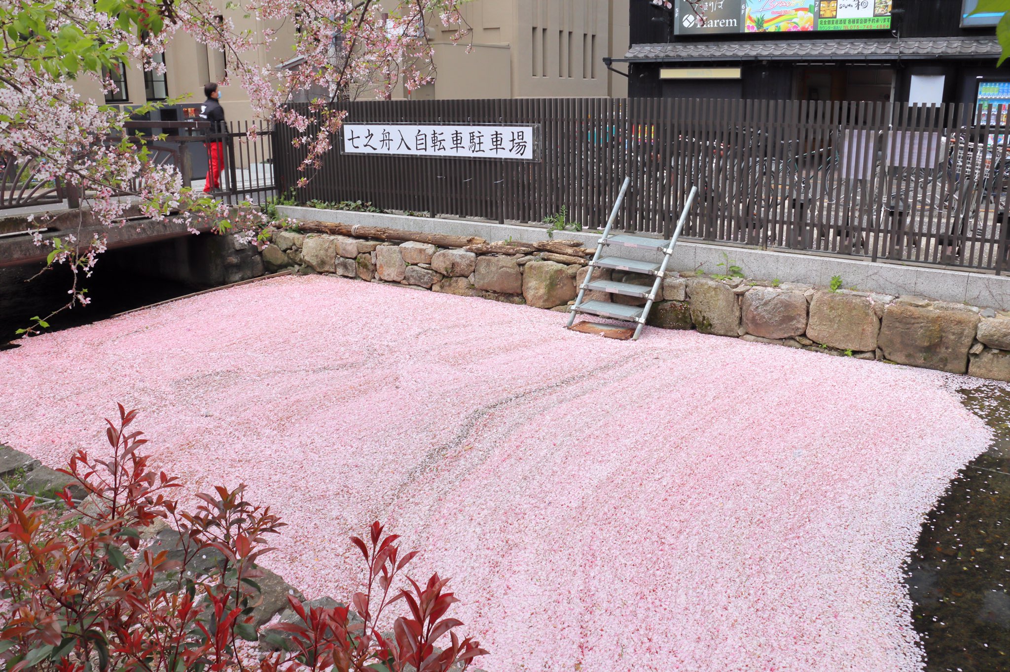 【花筏】川に散りばめられた「桜の絨毯」が美しすぎる！