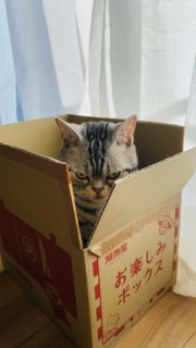 【猫ちゃん】めちゃくちゃ怖い顔をした「箱入り娘」を発見！