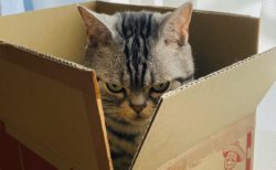 【猫ちゃん】めちゃくちゃ怖い顔をした「箱入り娘」を発見！