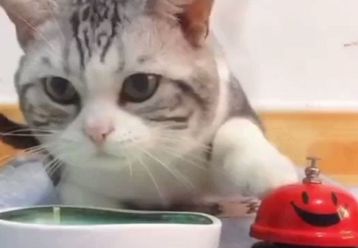 【動画】ベルを鳴らすとごはんが出てくる事を理解した美人猫が話題「押す手もかわいい！」