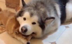 【犬と犬】仲良くくつろいでる2匹の動画が話題「重くないの？！」