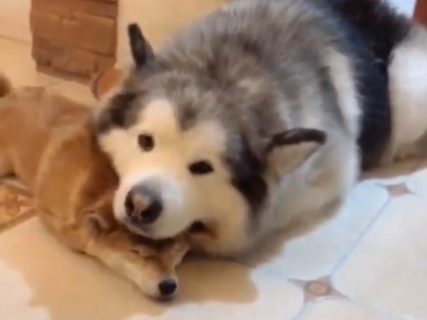 【犬と犬】仲良くくつろいでる2匹の動画が話題「重くないの？！」