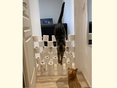 【動画】猫の運動神経、ヤバすぎると話題に「人間で例えるとビル3階くらいを助走なしで飛べるらしい」