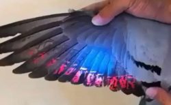 【びっくり】鳩の羽に紫外線を当ててみる動画が話題「キレイ」「初めて見た」