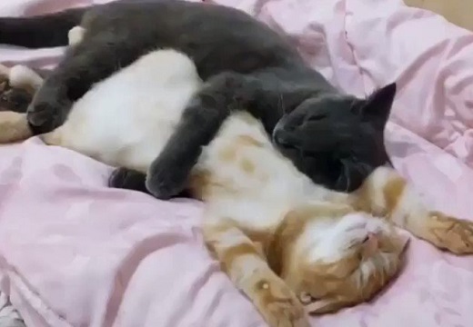 【動画】抱き合って眠る2匹のねこが話題「世界一かわいい抱き枕」