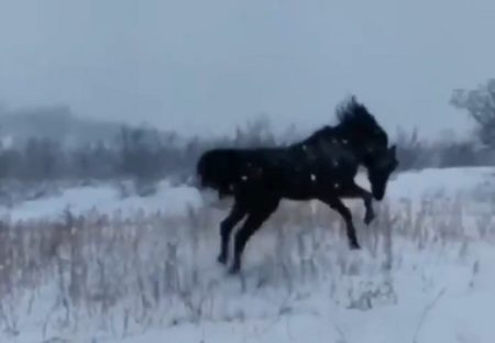 【動画】初めての雪が嬉しくてはしゃぐ馬が話題「犬みたい」「ギャップ萌え」