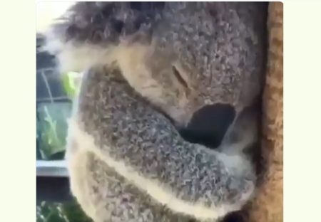 【すやすや】熟睡してるコアラの動画が話題。気持ちよさそう～