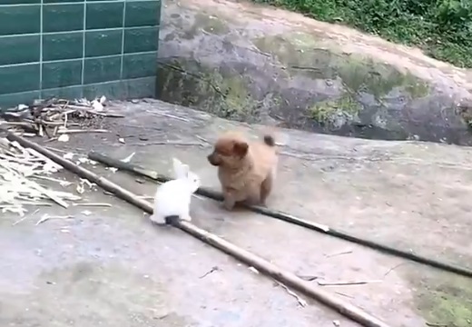 【最強コンビ】うさぎと子犬が仲良く遊んでる動画が話題