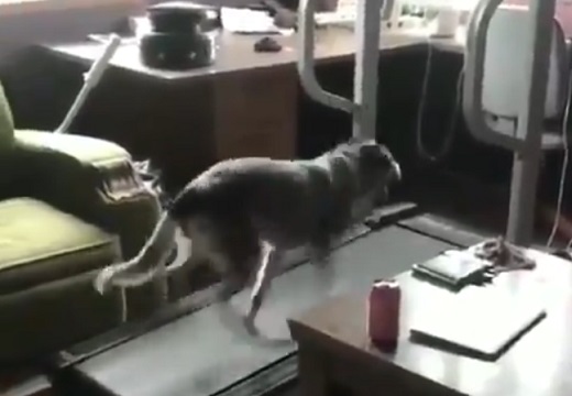 【笑】ランニングマシンで駆け回る犬とやる気のない犬の動画が話題「あくび！」