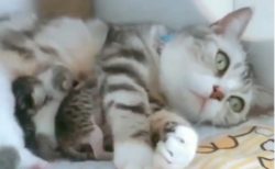 【愛】お母さん猫が子猫を守る動画が話題「母の愛ってすごい」「本能」