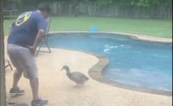 【動画】プールで遊ぶおじさんと鴨！どっちもすごく楽しそう！
