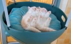【動画】ゆらゆらされながらお昼寝してる子猫2匹が話題「手足ぴょこん！」「可愛すぎる」