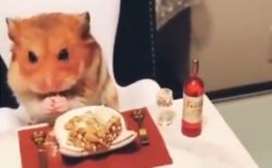 【動画】豪華ディナーをお行儀よく食べるハムスターくんが話題。可愛すぎる！