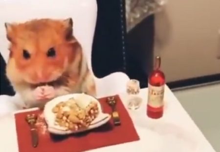 【動画】豪華ディナーをお行儀よく食べるハムスターくんが話題。可愛すぎる！